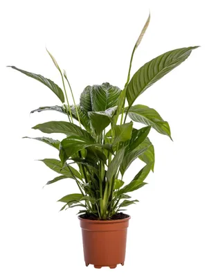 Produktbild von Spathiphyllum Bingo Cupido - 70-80cm - Ø19cm - Zimmerpflanze - Blühende Zimmerpflanze