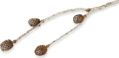 Produktbild von Muirii Zweig Natur ca. 30-50cm mit 3-5 | Leucadendron muirii