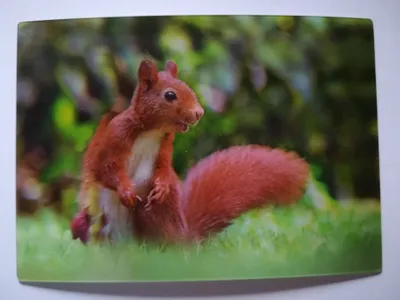 Produktbild von 3 D Ansichtskarte Eichhörnchen, Postkarte Wackelkarte Hologrammkarte Tiere