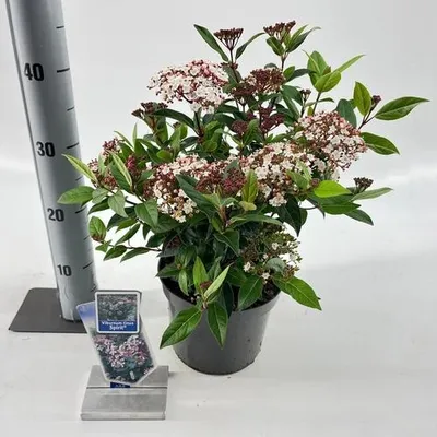 Produktbild von Viburnum tinus Spirit ('Anvi'PBR) - Lorbeer-Schneeball | 30-40 cm im Topf