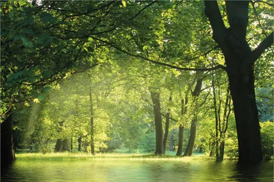 Produktbild von Wallario Premium Vliestapete Fototapete Idyllischer See im Wald bei Sonnenschein in der Größe 400 x 267 cm, extra dick, wird in 5 Teilen geliefert
