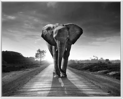 Produktbild von Wallario Wandbild Elefant bei Sonnenaufgang in Afrika schwarzweiß, Größe: 40,30 x 50,30 cm, Poster mit weißem Aluminiumrahmen