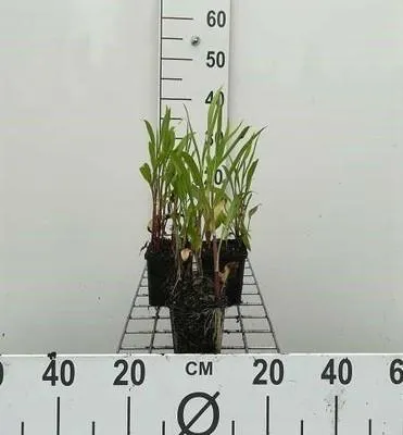 Immagine prodotto di 6 x Ranunculus lingua - Ranunculus lingua - vaso 9 x 9 cm
