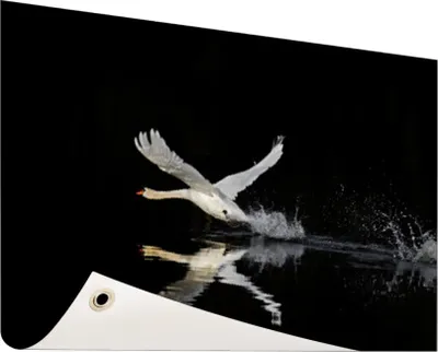 Produktbild von Gartenposter - 120x80 cm - Fliegender Schwan  - Modernes Wandbilder