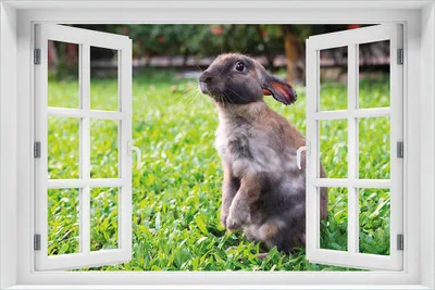 Produktbild von Wallario selbstklebendes Poster mit Fenster-Illusion - Kaninchen im Garten mit süßem Blick, Größe: 61 x 91,50 cm