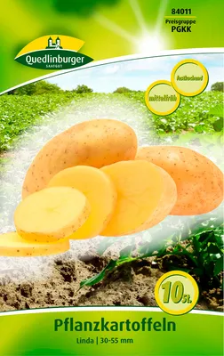 Produktbild von Pflanzkartoffel Linda (10 Stück) (gelb, festkochend, mittelfrüh) | Pflanzkartoffeln von Quedlinburger