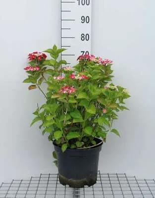 Obrázek produktu pro Hortenzie 'Teller Red' (červená/červená) - Hortenzie 40- 60 cm Kontejner