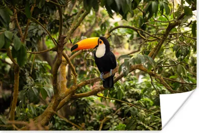 Produktbild von MuchoWow® Poster Vogel - Tukan - Dschungel - Natur - Tropisch 180x120 cm - Fotoplakat