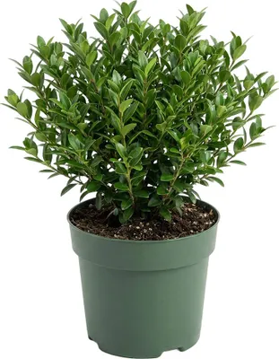 Image de Bloomique - Ilex Crenata Jenny - Houx japonais - Plante rustique - Plante balcon - Hauteur 10-20 cm - Pot 10 cm