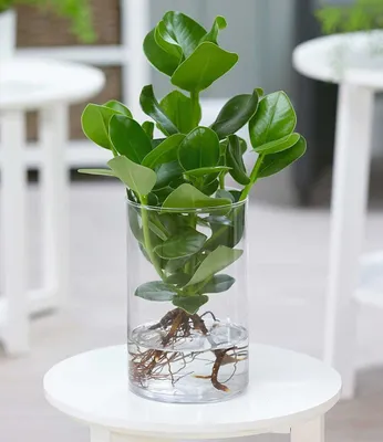 Produktbild von BALDUR Garten Clusia mit Glasgefäß, 1 Pflanze, Zimmerpflanze Balsamapfel Balsamfeige Zimmerpflanze, liebt hellen und warmen Standort, Grünpflanze, mehrjährig - frostfrei halten, Clusia major