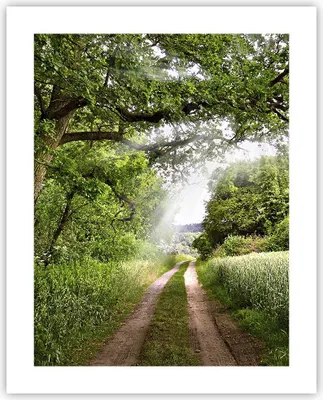 Produktbild von Poster - Poster ohne Rahmen - Pfad Natur Wald Grün - 40x50 cm - Wand Bild - Wanddeko - Wandbilder - Kunstposter - Wandposter - Bilder - Kunstdruck - Wanddekoration - Wandbild - P2XPA40x50-2637