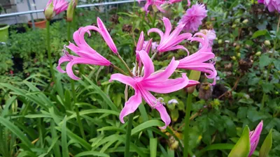 Image de Amarine bellavida 'Aphrodite' / Nerine  Aphrodite