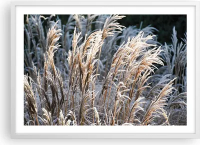 Produktbild von Gerahmtes Poster - Weißer Rahmen - Stock Ähren Boho - 70x50 cm - Wand Bild - Wanddeko - Wandbilder - Kunstposter - Wandposter - Bilderrahmen - Bilder - Kunstdruck - Wanddekoration - P2WAA70x50-4523