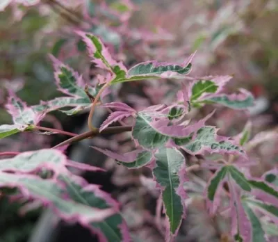 Produktbild von Ahorn palmatum Marlo - Japanischer Schlitzahorn 40-60