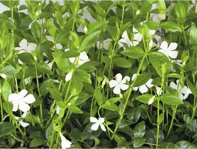 Obrázek produktu pro Barvínek menší FloraSelf Vinca minor 'Alba' balení 6 ks bílý