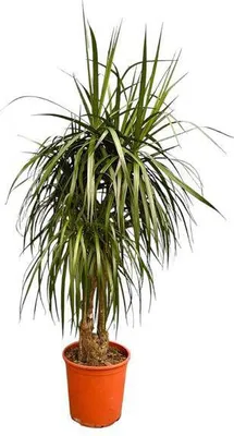 Zdjęcie produktu dla Dracena Anita Variegata 190 cm – duża roślina doniczkowa, łatwa w pielęgnacji