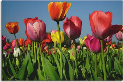 Produktbild von ARTland Leinwandbild Buntes Tulpenfeld Größe: 30x20 cm