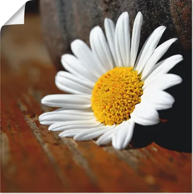 Produktbild von ARTland Poster Margeriten Stillleben Größe: 30x30 cm
