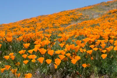 Produktbild von 1000 Samen Kalifornischer Mohn (Eschscholzia californica) – Leuchtende Blumenwiese | Bienen- & Insektenweide | Pflegeleichte Sommerblume