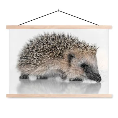 Produktbild von MuchoWow® Textilposter Igel auf weißem Hintergrund 120x80 cm mit holzfarbenen Rahmen - Aufhängeset