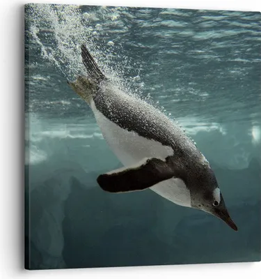 Produktbild von Bild auf Leinwand - Leinwandbild - Einteilig - Tauchen Pinguin Gletscher - 30x30cm - Wand Bild - Wanddeko - Wandbilder - Leinwanddruck - Bilder - Wanddekoration - Leinwand bilder - AC30x30-4189
