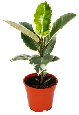 Zdjęcie produktu dla Drzewo kauczukowe w kolorze bialym - Ficus elastica "Tineke" - doniczka 17 cm