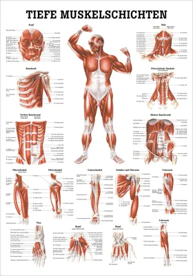 Produktbild von Tiefe Muskelschichten-Brust Mini-Poster Anatomie 34x24 cm med. Lehrmittel