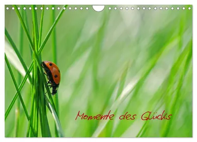 Produktbild von Momente des Glücks (Wandkalender 2027 DIN A4 quer), CALVENDO Monatskalender