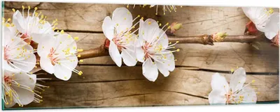 Produktbild von Bilder auf glas - Blume Stängel - 90x30cm - Glasbilder - Wandbilder - Bilder - Kunstdruck - zum Aufhängen bereit - Wanddekoration aus Glas - Glas Bilder - Wandbild auf Glas - Einteilig - GAB90x30-3537