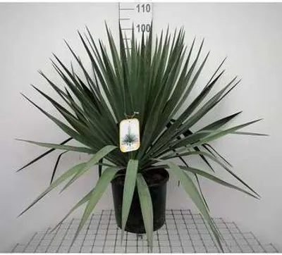 Obrázek produktu pro Yucca gloriosa - Palmlilie 60- 80 cm - Kontejnery