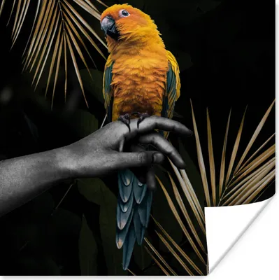 Produktbild von MuchoWow® Poster Vogel - Papagei - Hand - Farn 30x30 cm - Wandposter - Printing