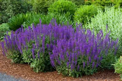 Produktbild von 10 x Salvia sylvestris 'Mainacht' 1 Liter (Staude/Mehrjährig/Winterhart) Pracht-Salbei - DAUERBLÜHER - sehr Bienenfreundlich - Stauden Gänge
