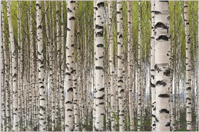 Produktbild von Wallario Wandbild Birkenwald - Baumstämme in schwarz weiß, Größe: 61 x 91,5 cm, Poster mit rahmenlosen Bildhalter