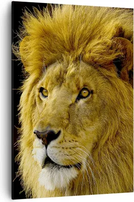 Produktbild von Bild auf Leinwand - Leinwandbild - Einteilig - Löwe Tiere Tierwelt - 70x100cm - Wand Bild - Wanddeko - Wandbilder - Leinwanddruck - Wanddekoration - Leinwand bilder - Wandbild - PA70x100-1237