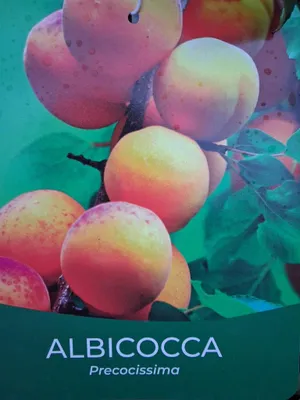 Produktbild von Aprikosenbaum Prunus armeniaca 'Precosissima' – frühreife Aprikose, Obstbaum 100–140 cm, selbstfruchtend & ertragreich