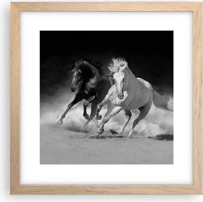 Produktbild von Gerahmtes Poster - Rahmen in heller Eiche - Andalusier Pferde Galopp - 30x30 cm - Wand Bild - Wanddeko - Wandbilder - Wandposter - Bilderrahmen - Bilder - Kunstdruck - Wandbild - P2NAC30x30-4240