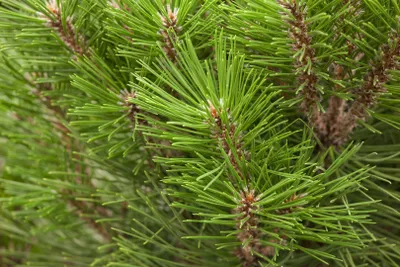 Produktbild von Pinus nigra 'Kleiner Turm', Schwarzkiefer, kompakt, 50–60 cm