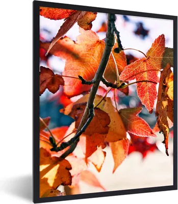 Produktbild von MuchoWow® Gerahmtes Poster Ahorn - Blätter - Rustikal - Herbst 60x80 cm - Poster mit Schwarzem Bilderrahmen Wandposter Rahmen Foto Bilder - Premium - Wanddeko Wohnzimmer