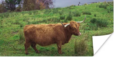 Produktbild von MuchoWow® Poster Schottische Highlander - Gras - Wasser - Tiere 40x20 cm - Poster für die Wand - Poster Schlafzimmer