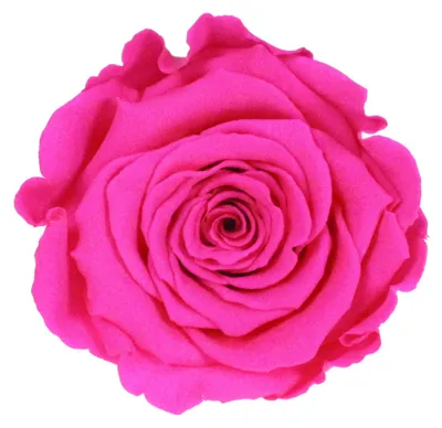 Produktbild von Infinity Rose L Ø5cm konserviert stabilisiert haltbar Rosenkopf ewige Rosenblüte 1 St. Fuchsia (pin07)