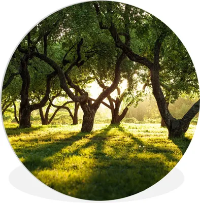 Produktbild von MuchoWow® Rundes Wandbild - Runde Bilder Bäume - Natur - Sonne Ø 30 cm Kreis Wanddekoration Kunststoff - Wandkreis - Wandschmuck - Schlafzimmer - Bilder - Der Kreis - Kunst für die Wohnung - Plastik - Kunstdruck - Wandbild