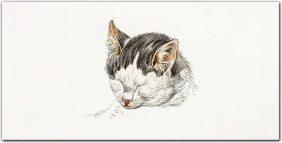 Produktbild von Coloray Bild aus Leinwand 140x70 Leinwand Dekoration - Haustier Katze