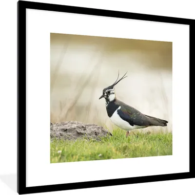 Produktbild von MuchoWow® Gerahmtes Poster Vogel - Gras - Tiere - Natur - Kiebitz 40x40 cm - Poster mit Schwarzem Bilderrahmen Wandposter Rahmen Foto Bilder - Poster - Plakat im Rahmen