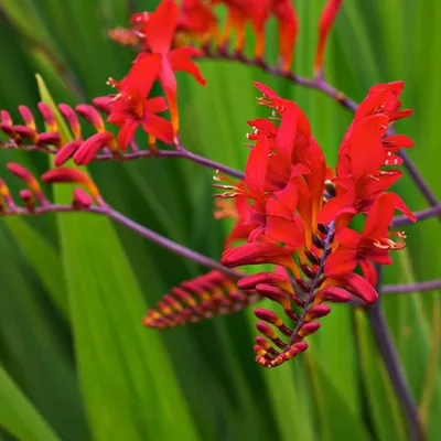 Produktbild von 6 x Monbretie  - Crocosmia 'Lucifer'  | Topf 9cm x 9cm