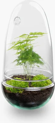 Produktbild von Flaschengarten - Egg - Pflanzen im Glas - ↑ 25 cm