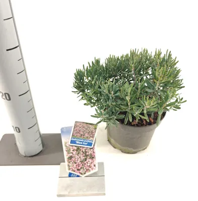 Produktbild von Andromeda pol. 'Blue Ice' - Lavendelheide | 20-25 cm im Topf