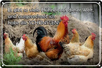 Produktbild von Blechschild Spruch 30x20cm es gibt so viele Hühner und