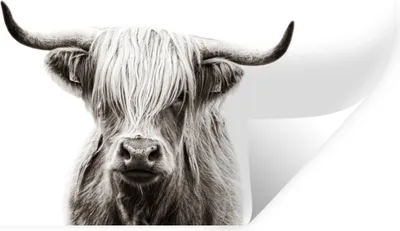 Produktbild von MuchoWow® Wandtattoo Wandsticker Wandaufkleber Scottish Highlander - Schwarz - Weiß 160x80 cm Selbstklebend und Repositionierbar - Sticker - Dekorfolie