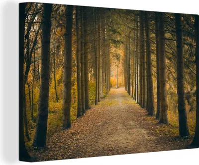 Zdjęcie produktu dla OneMillionCanvasses® - Obraz na płótnie - Obraz na płótnie Dekoracja ścienna - Droga - Drzewa - Las - 150x100cm - Fotografia na płótnie - obraz na płótnie
