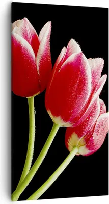 Produktbild von Bild auf Leinwand - Leinwandbild - Tulpe garten blume blumenstrauß - 55x100cm - Wand Bild - Wanddeko - Leinwanddruck - Bilder - Kunstdruck - Leinwand bilder - Wandkunst - PA55x100-1494